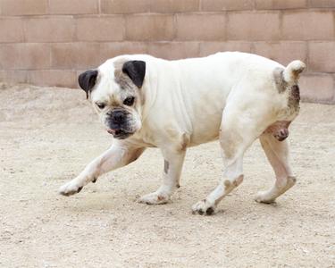 a white pug dog walking on a sandy surface
