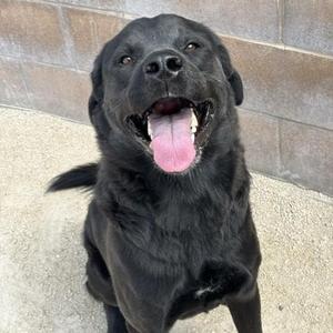 Theo, Labrador Retriever, adult, available for adoption