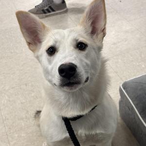 A white dog with pointed ears and a black nose, wearing a black collar, sitting on a tiled floor.