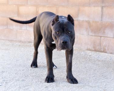 Princess Cupcake, Cane Corso, adult, available for adoption