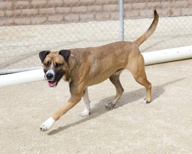 A brown and white dog running on a concrete surface with a chain-link fence in the background.