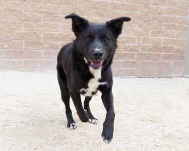 Derek, Retriever, adult, available for adoption