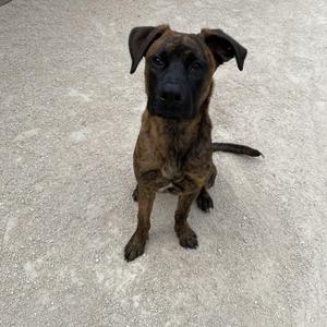 A brindle-colored dog sitting on a concrete surface, looking directly at the camera with its ears perked up.