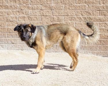 A dog standing on a concrete surface with a brick wall in the background.