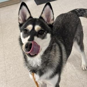 Natalie, Husky, young, available for adoption