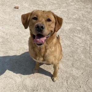 A golden-colored dog with floppy ears and a pink tongue sticking out, standing on a sandy surface.