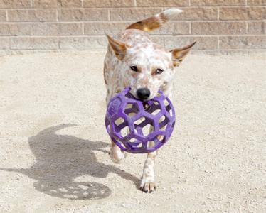 A dog with a speckled coat carrying a purple ball in its mouth.
