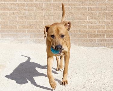 A brown dog with a blue ball in its mouth walking on a concrete surface.