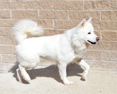 A white dog with a fluffy tail and pointed ears is walking on a concrete surface in front of a brick wall.
