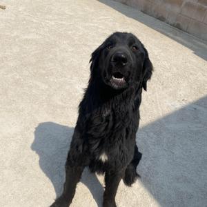 Sky, Labrador Retriever, adult, available for adoption