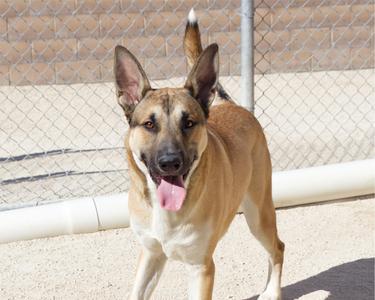 A tan and white dog with pointed ears and a pink tongue sticking out, standing in front of a chain-link fence.