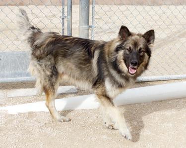 A fluffy dog with a mix of brown, black, and white fur is walking on a concrete surface. The dog has a happy expression with its mouth open and tongue out. In the background, there is a chain-link fence and a metal gate.
