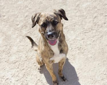 A brindle and white dog sitting on a sandy surface, looking up with its tongue out.