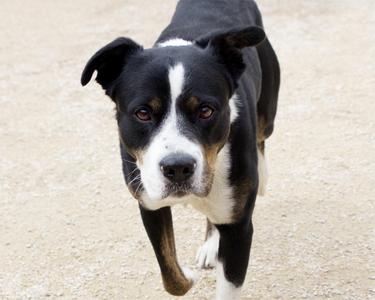 Mars Bar, American Bulldog, adult, available for adoption