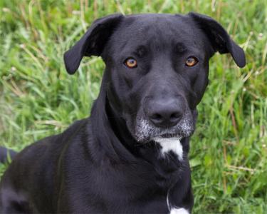 Karma, Labrador Retriever, adult, available for adoption