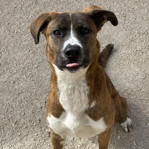Butterscotch, Boxer, adult, available for adoption