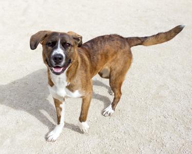 A brown and white dog standing on a sandy surface, looking up with its mouth open and tongue out.
