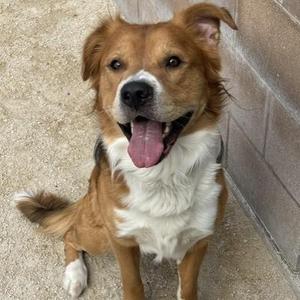 A happy brown and white dog sitting on a concrete surface with its tongue out, looking up at the camera.