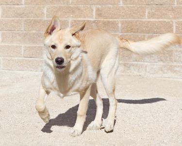 A light-colored dog with a fluffy tail is walking on a concrete surface in front of a brick wall.