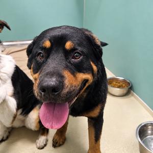 Bear, Rottweiler, adult, available for adoption