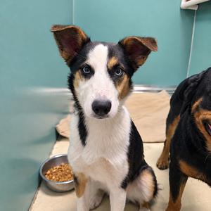 Oreo, Mixed Breed (Medium), young, available for adoption