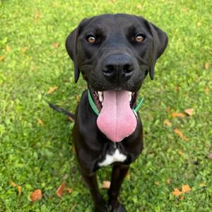 Stanley, Retriever, Labrador, young, available for adoption