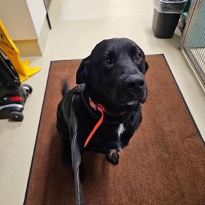 Niko, Retriever, Black Labrador, adult, available for adoption