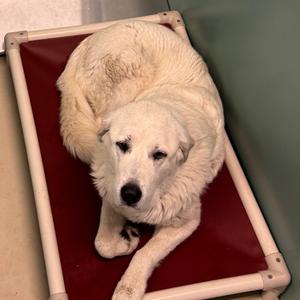 Tilda, Pyrenees, Great, senior, available for adoption