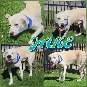 Jake, Labrador Retriever Mix, adult, available for adoption