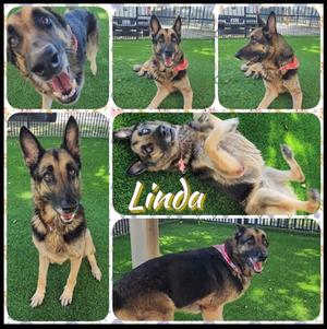 Linda, German Shepherd Dog Mix, senior, available for adoption