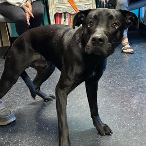 Viper, Terrier, Pit Bull, young, available for adoption