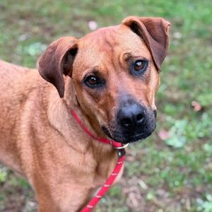 A brown dog with a red collar standing on grass