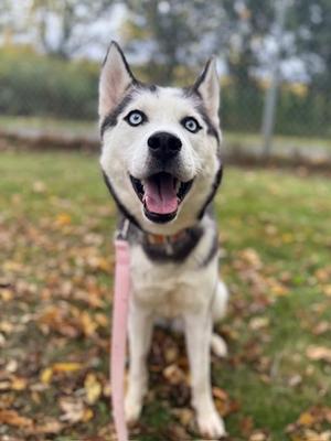 A happy husky dog with blue eyes and a pink leash, sitting on a grassy area with fallen leaves.