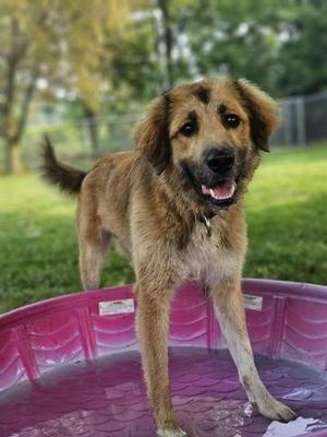 A brown dog with a happy expression standing in a pink kiddie pool filled with water.