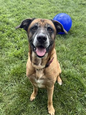 Lucky, Mastiff / German Shepherd Dog, adult, available for adoption