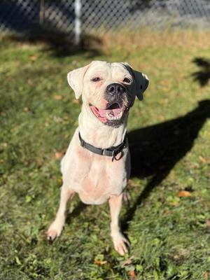 Chance, Boxer, adult, available for adoption
