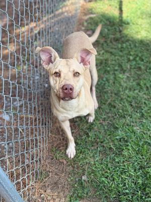 A light-colored dog with perked ears standing on grass near a chain-link fence.