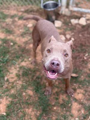 A brown dog with a white muzzle and chest, standing on a patch of dirt and grass, looking up with its mouth open and tongue out.
