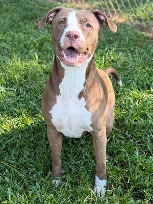 Jolene, Mixed Breed, adult, available for adoption