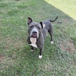 A gray and white pit bull terrier standing on grass, looking up with its tongue out.