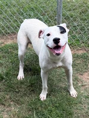 Arby, Mixed Breed, adult, available for adoption