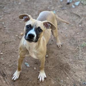 a tan and white dog with floppy ears standing on a dirt ground