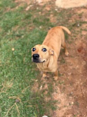 a brown dog standing on a grassy area, looking up with wide eyes