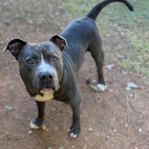 A black and white pit bull terrier standing on a dirt path, looking directly at the camera with its ears perked up and tail curved upwards.