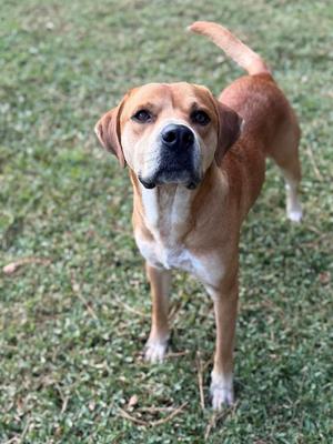 A brown and white dog standing on grass, looking directly at the camera with its tail raised.