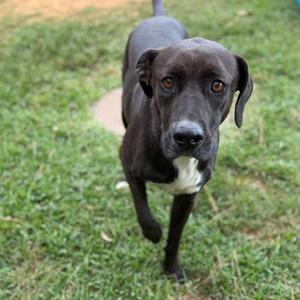 a black dog with a white chest standing on grass
