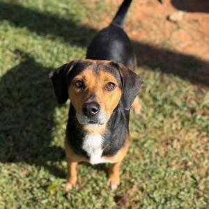 Bean, Hound, adult, available for adoption