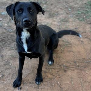 Lovey, Labrador Retriever, adult, available for adoption