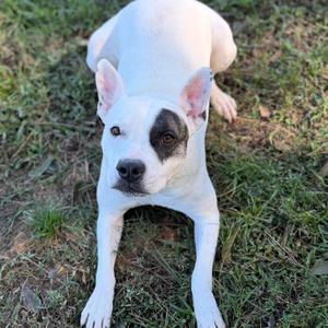 Jill, Mixed Breed, adult, available for adoption