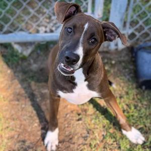 Growler, Mixed Breed, young, available for adoption
